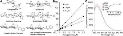 Discovery of Kasugamycin as a Potent Inhibitor of Glycoside Hydrolase Family 18 Chitinases